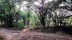 Found This Horny Indian Girl in Jungle She Begs for Rough Pussy Fuck!