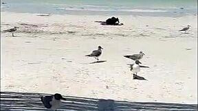 that nympho redhead beach babe fingers her sandy wet pussy non-stop