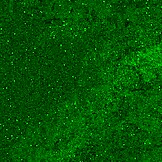 Divlje osećanje sa zlatnim tušem u mokrim farmerkama!