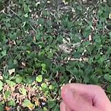 Nabo fangede mig i at onanere i skoven, krævede en hurtig håndjob