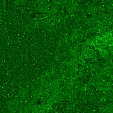 مرحبا، تبولت في بنطالي وأخذت دش ذهبي على وجهي وفمي!