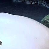 Jeg husker unge 18+ Emilce fra Paraguay bliver kneppet på stranden i denne remastered video med hendes naturlige patter og petite 18+ krop